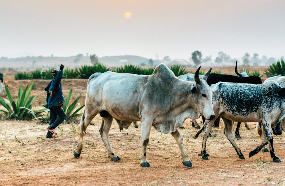 Man with his livestock